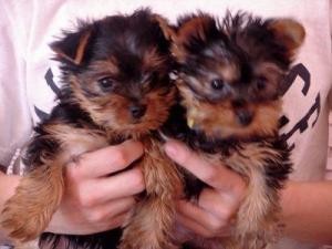 Purebred Yorkie Puppies