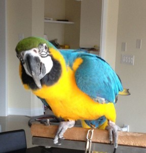 Hyacinth Macaw Parrot for Sale