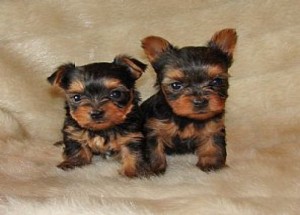 Friendly Yorkshire Terrier Puppies