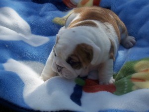 Quality English Bulldog Puppies