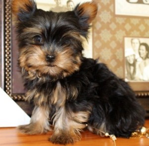 Teacup Yorkie Puppy for Sale