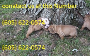 Bulldog Puppies for Sale