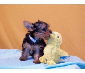 Yorkie Puppies for Sale