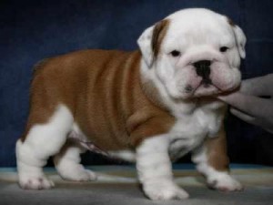 Bulldog Puppies for Sale