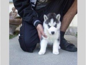 MAGNIFICIENT SIBERIAN HUSKY PUPPIES