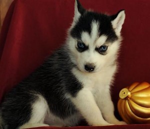 Fabulous Blue Eyes Siberian Husky Puppies Available!