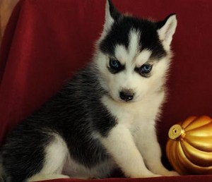 12weeks Old Blue Eyes Siberian Husky Puppies