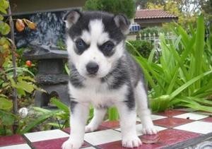 Adorable Husky Puppies for Free Adoption