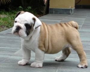 Bulldog Puppies for Sale