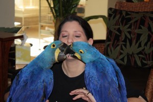 Gorgeous Hyacinth Macaw