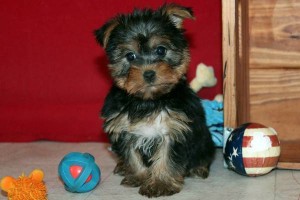 Healthy Adorable Yorkie Puppies