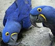 Female Hyacinth Macaw for Sale
