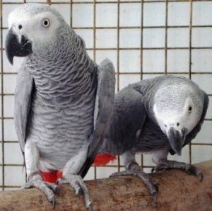 African Grey Parrot for Sale