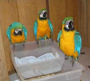 Hyacinth Macaw Parrots for Adoption