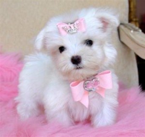 Maltese Pups for Sale