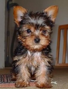 Yorkie Puppies Available