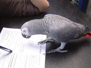 Playful Pair of African Grey Parrots