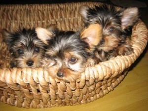 Registered Yorkie Puppies