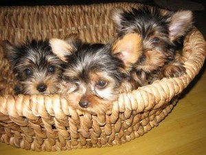 Teacup Yorkies