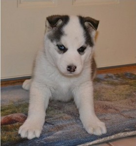Siberian Husky Puppy