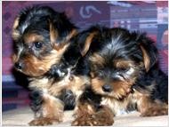 Males and Female Yorkie Puppies