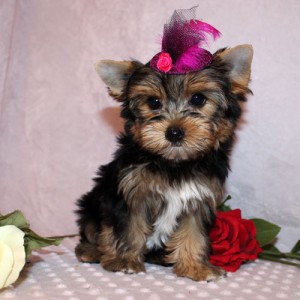 Brillant Yorkie Puppy Available