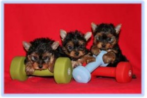 Pretty Yorkie Puppies for Adoption