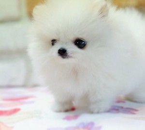 Pomeranian Puppies Available