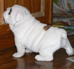 European  English Bulldog Puppies