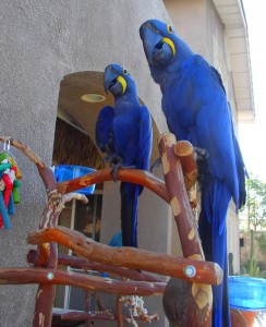 Hyacinth Macaw Parrots