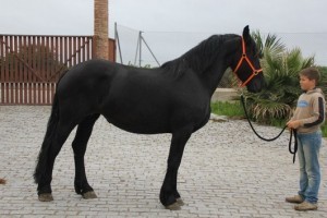 Registered Friesian Gelding Available