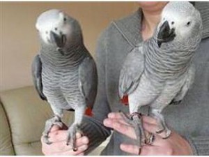 African Grey Parrot for Adoption