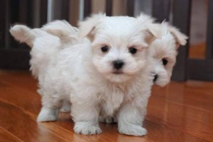 Maltese Puppies for Sale