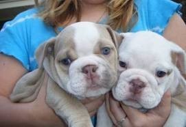 English Bulldog Puppies Available