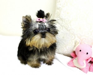 T-Cup Yorkie For Adoption