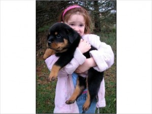 Beautiful German Rottweiler Puppies