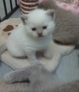 Exotic British Shorthair Kittens