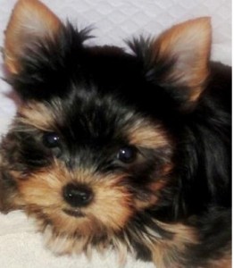 Cheap Teacup Yorkie Puppies for Adoption