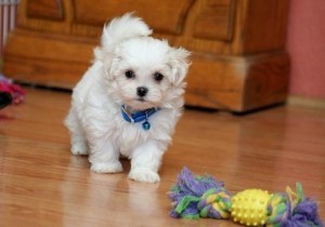 Pure White Maltese Puppies