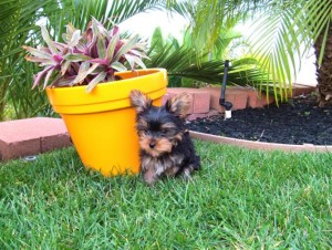 Twin Yorkies for Rehoming