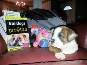 Registered English Bulldog Puppy