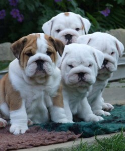 Two English Bulldogs