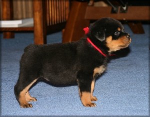 Female Rottweiler for Sale