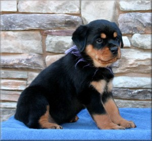 Rottweiler Puppies For Sale