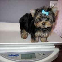 Yorkie Puppies Seeking New Home