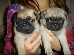 Male and Female Pug Puppies For Adoption