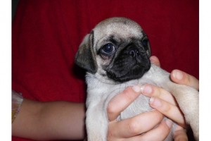 Cute and Adorable Pug Puppy For You