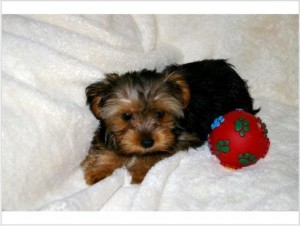Grab a Free Yorkie puppy