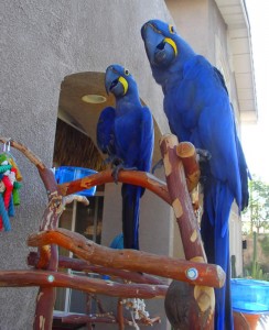 Hyacinth Macaw Pair For Adoption