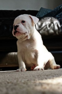 Rare English Bulldog Puppy for Sale